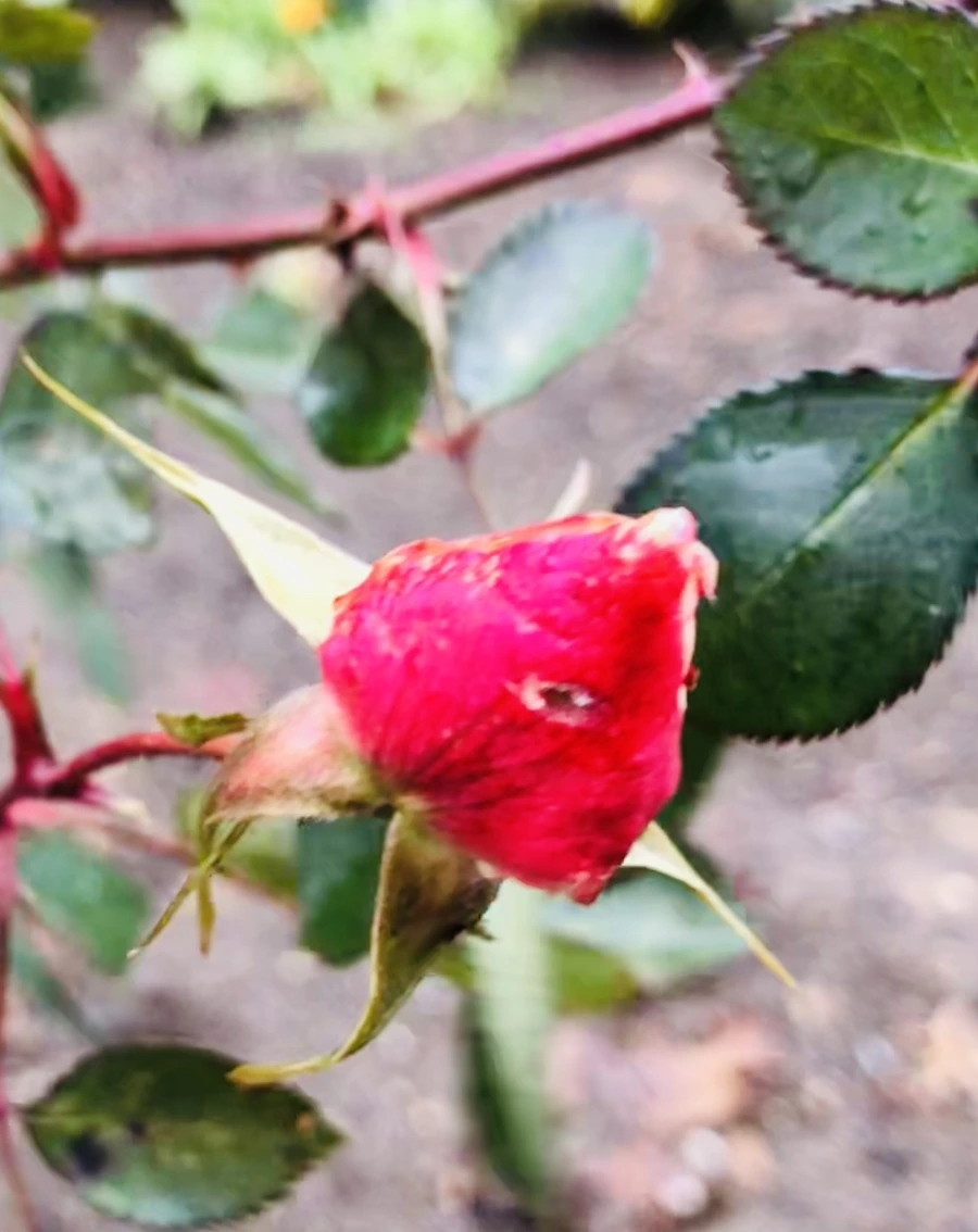 IMG_8086.jpg?type=w966