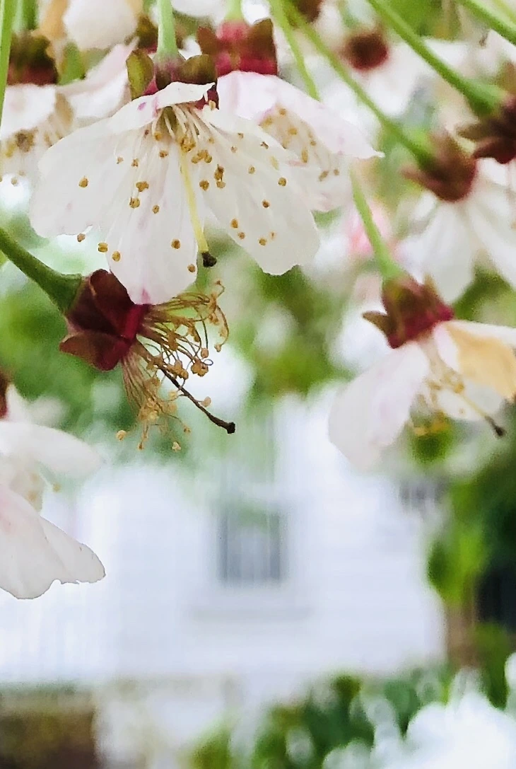 IMG_4037.jpg?type=w966