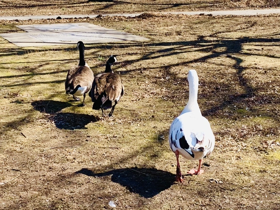 IMG_6935.jpg?type=w966