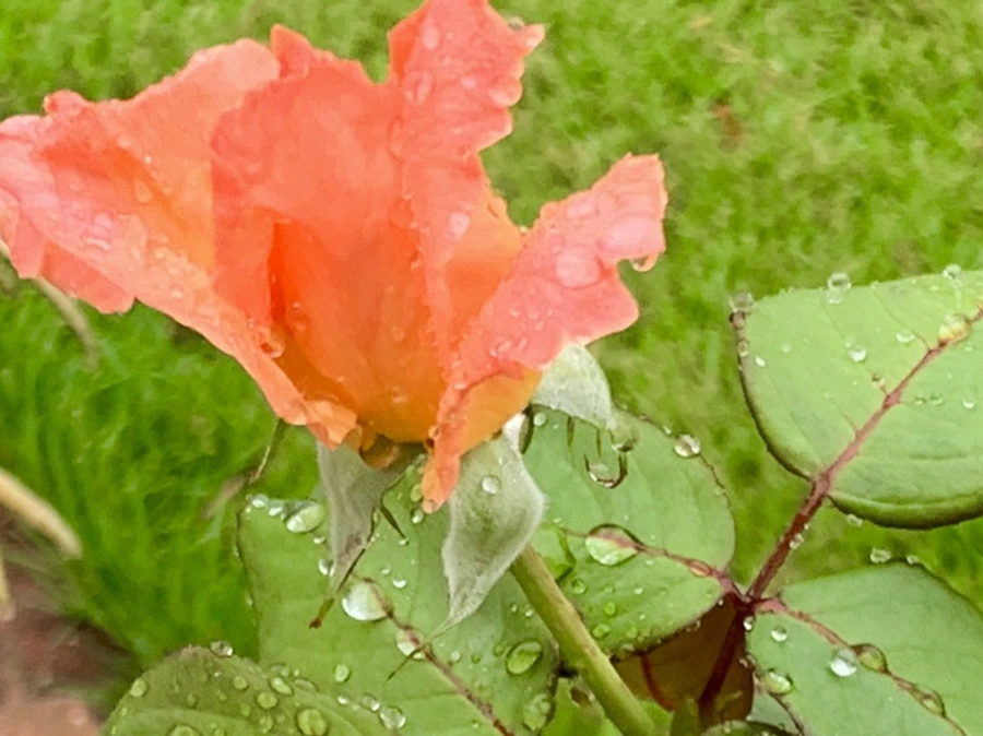 IMG_3767.jpg?type=w966