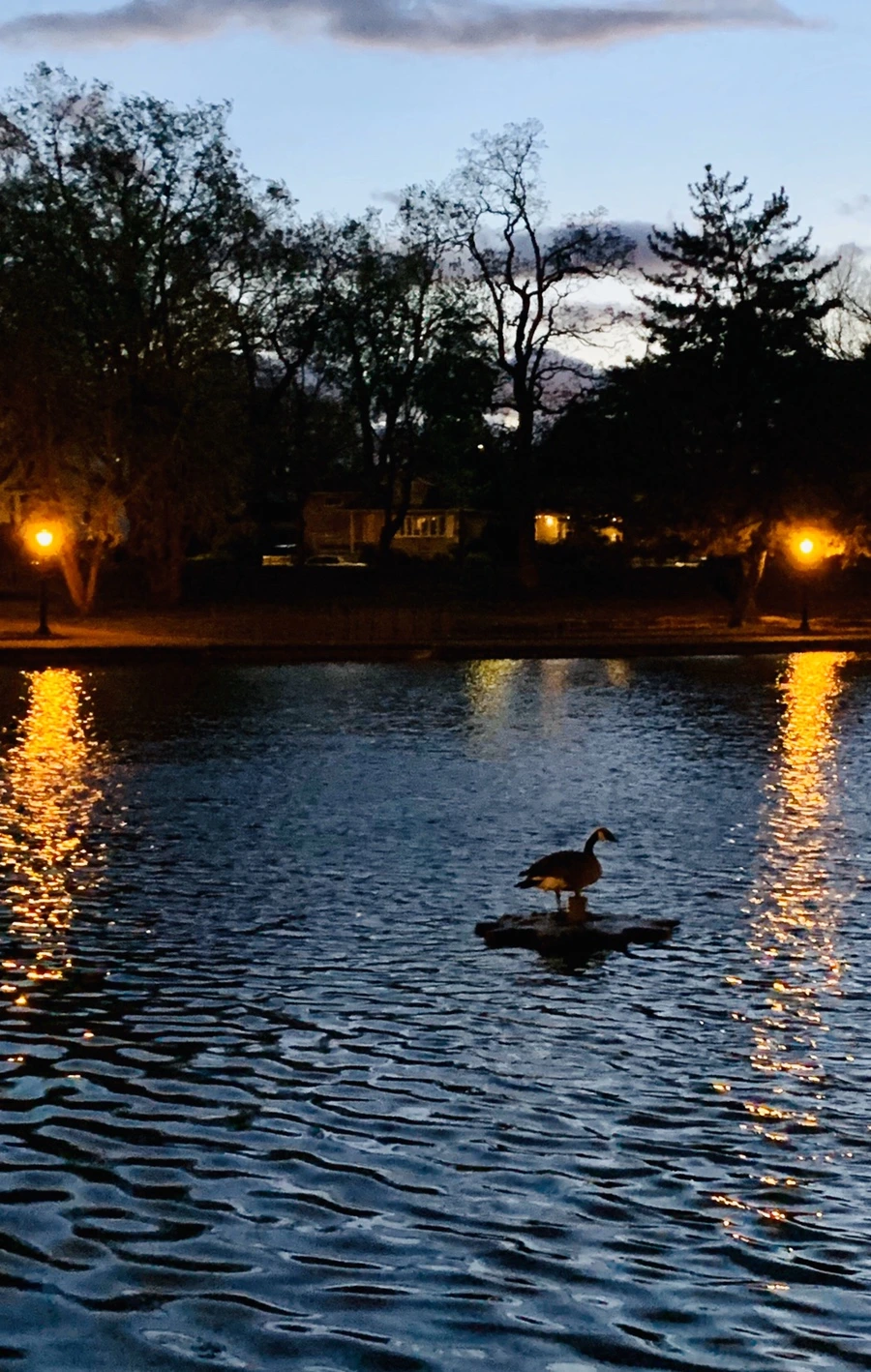 IMG_3684.jpg?type=w966