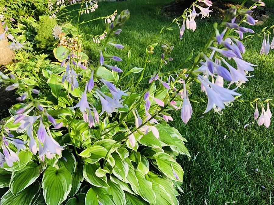 IMG_1843.jpg?type=w966