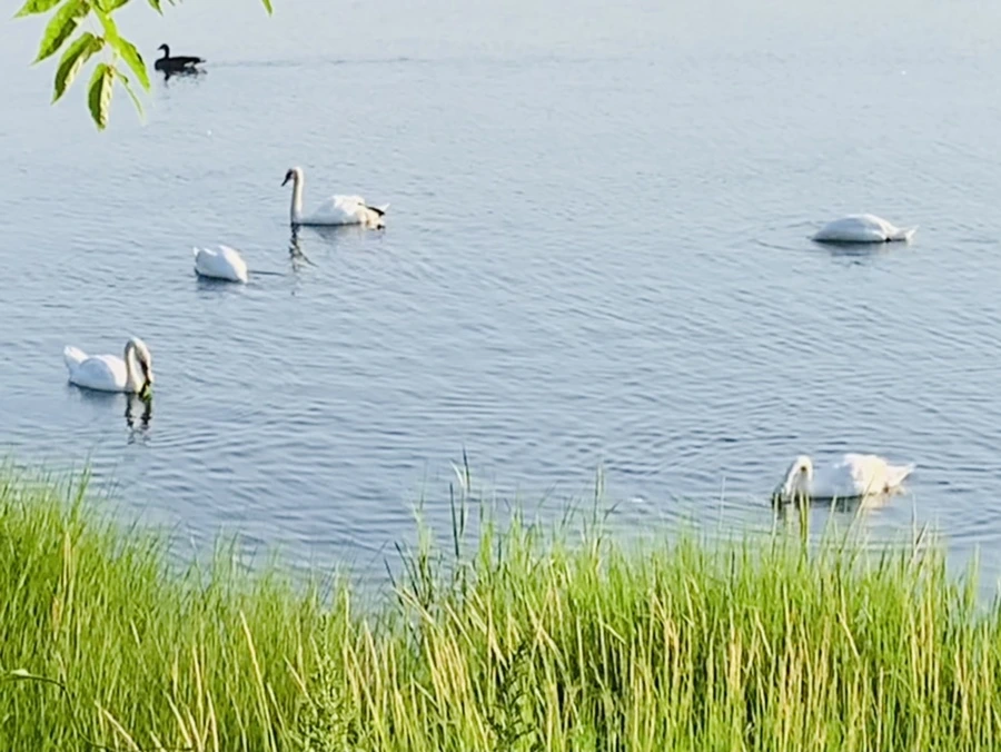 IMG_1517.jpg?type=w966