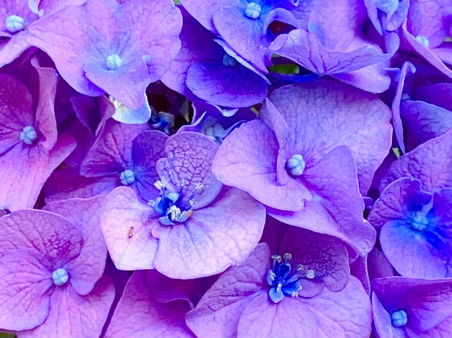 IMG_8774.jpg?type=w966