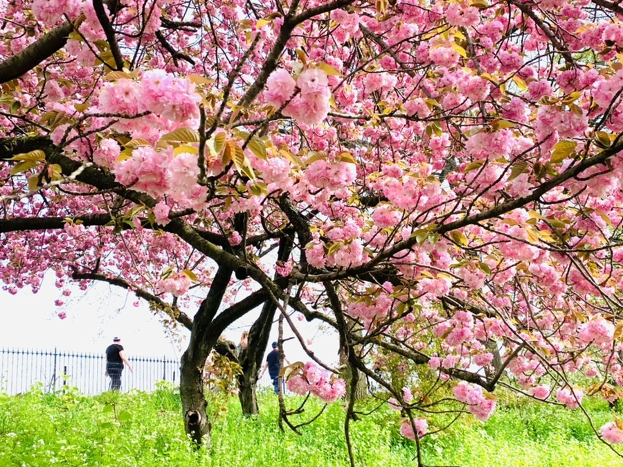 IMG_5180.jpg?type=w966