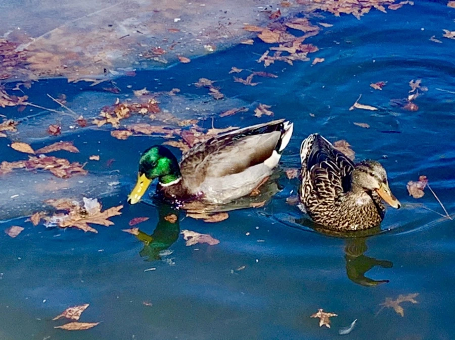 IMG_6809.jpg?type=w966