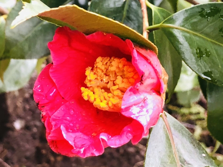 IMG_8596.jpg?type=w966