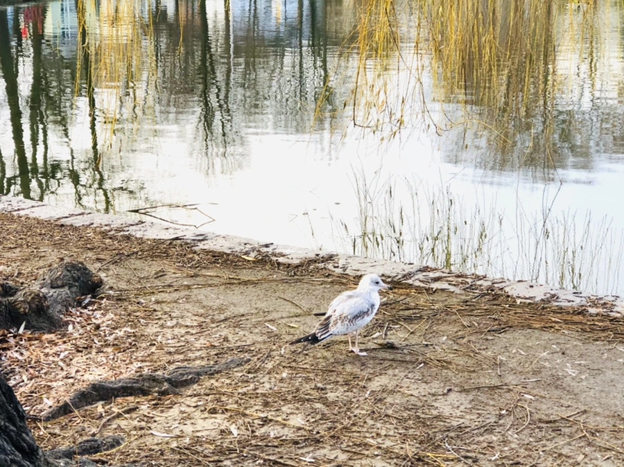 IMG_9154.jpg?type=w966