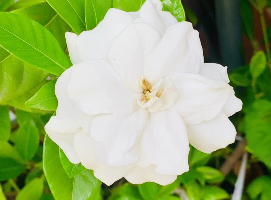 IMG_1060.jpg?type=w966