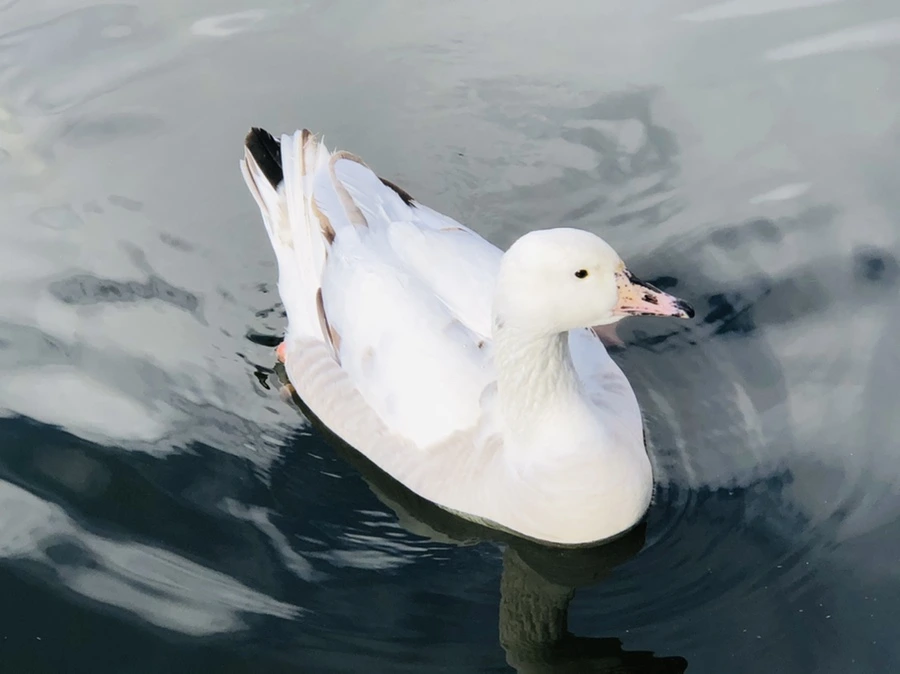 IMG_3520.jpg?type=w966