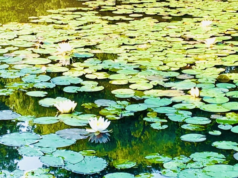 IMG_6610.jpg?type=w966