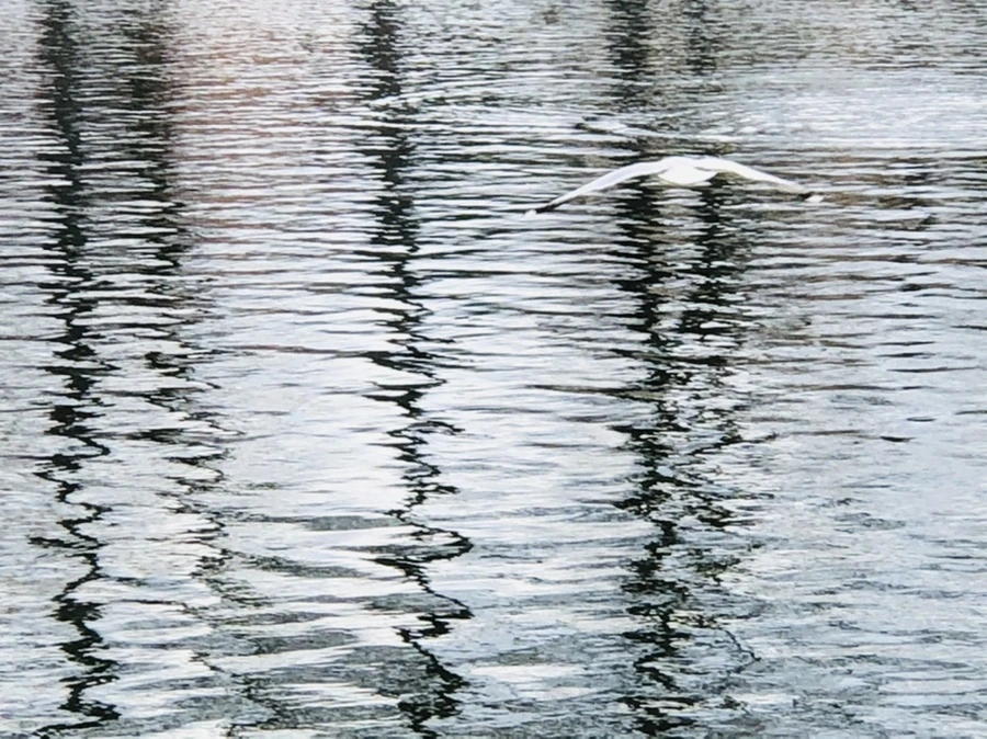 IMG_8734.jpg?type=w966