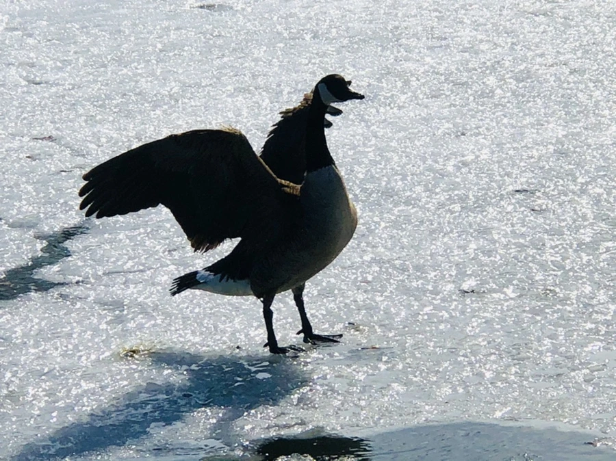 IMG_5422.jpg?type=w966