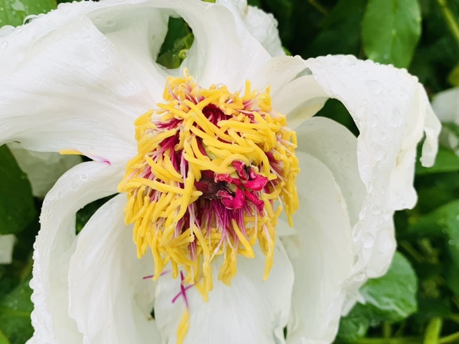 IMG_9321.jpg?type=w966