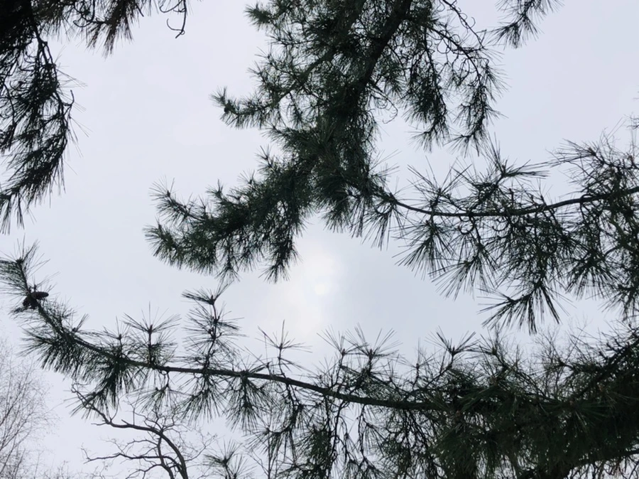 IMG_4380.jpg?type=w966