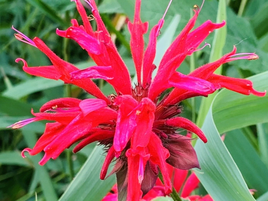 IMG_1712.jpg?type=w966