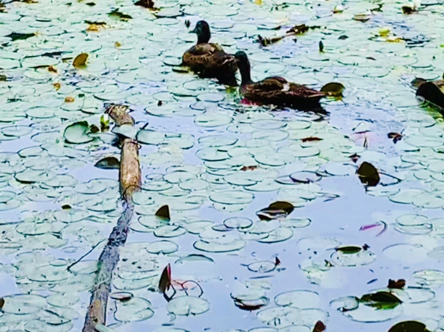 IMG_9123.jpg?type=w966