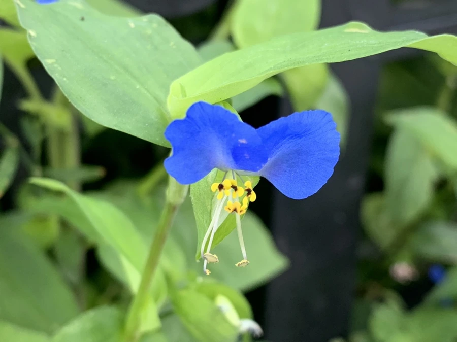 IMG_8288.jpg?type=w966