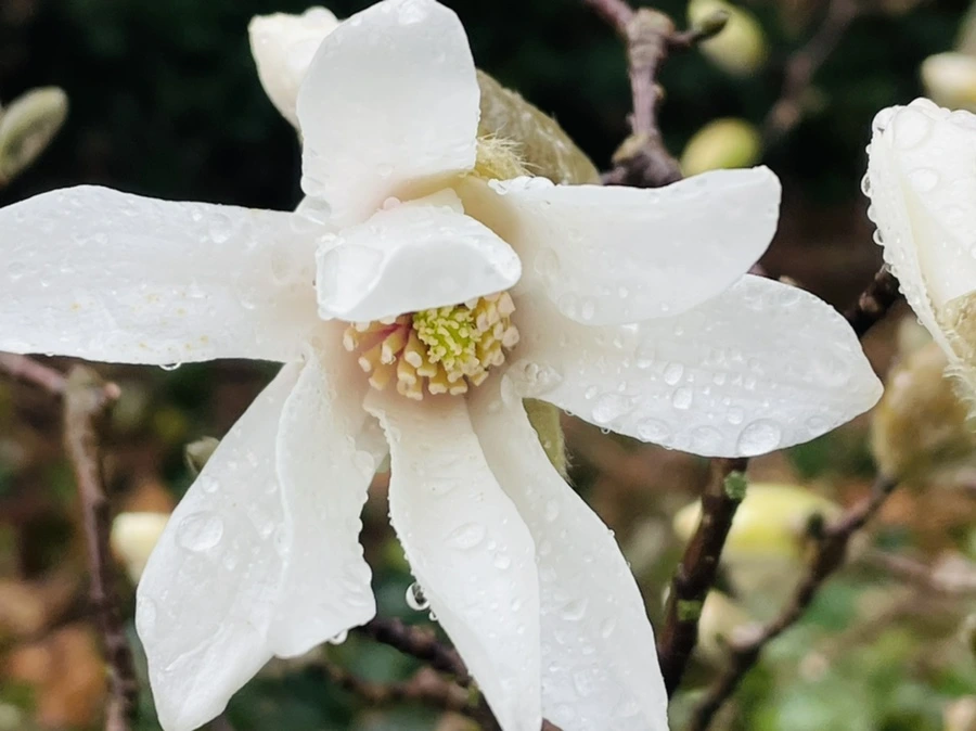 IMG_7363.jpg?type=w966