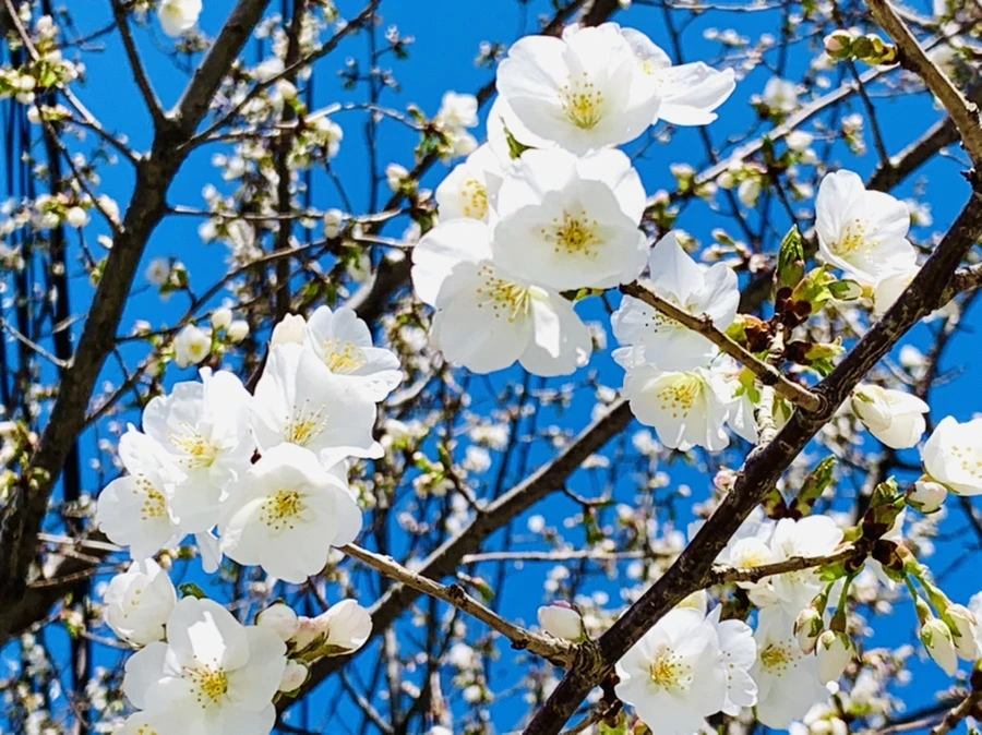 IMG_8117.jpg?type=w966