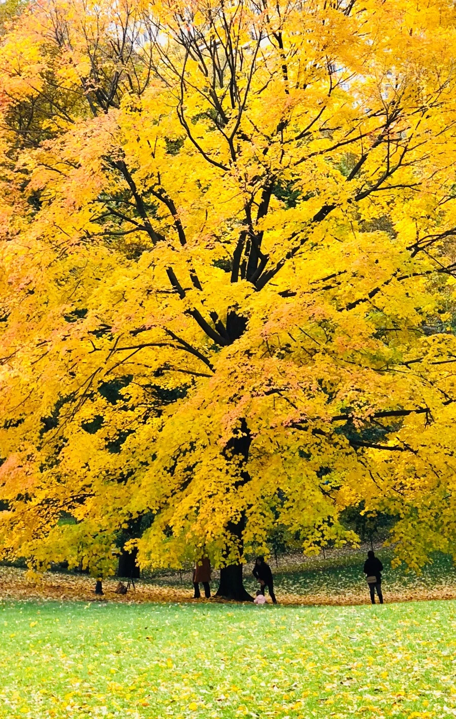 IMG_7349.jpg?type=w966