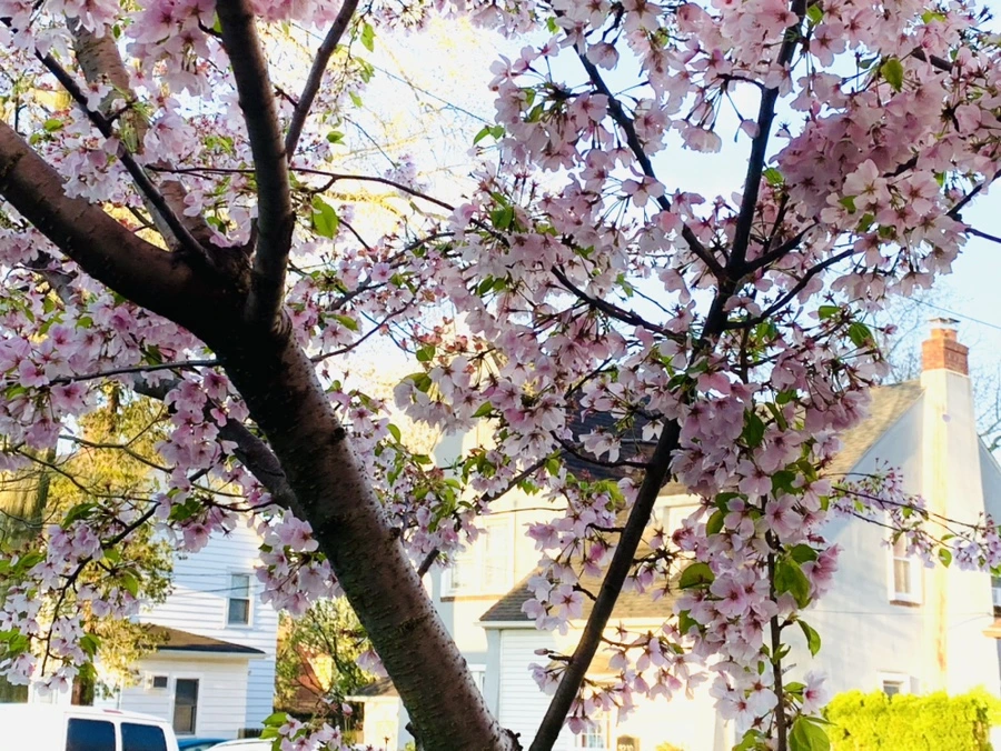 IMG_2441.jpg?type=w966