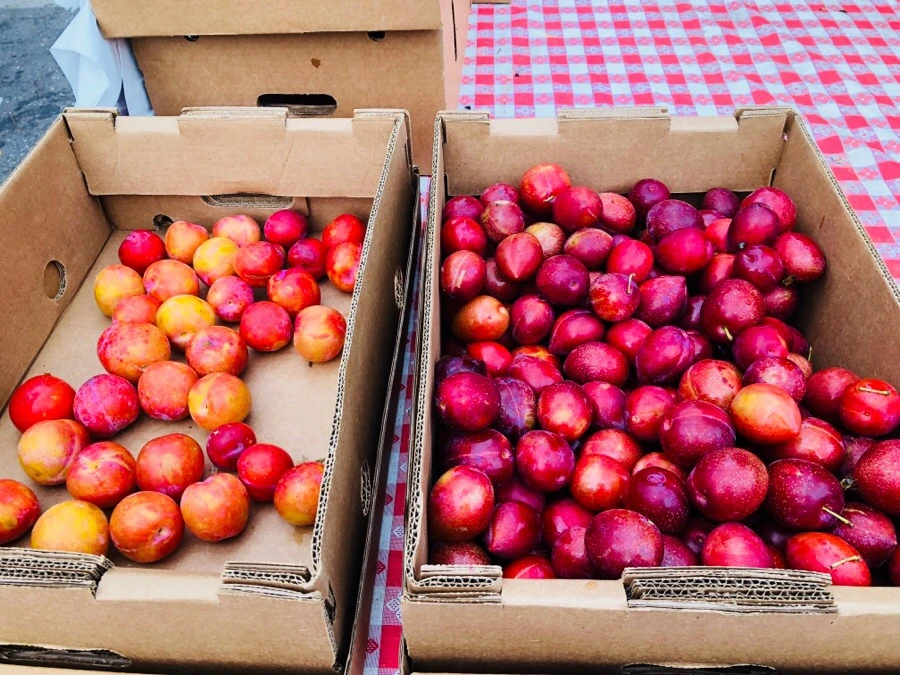 IMG_1926.jpg?type=w966