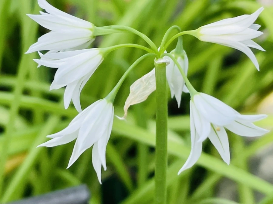 IMG_4216.jpg?type=w966