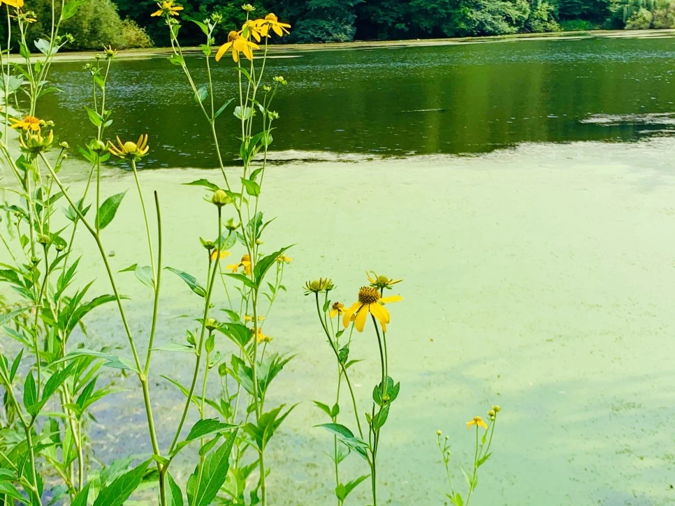 IMG_1310.jpg?type=w966