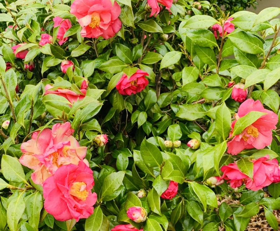 IMG_6246.jpg?type=w966