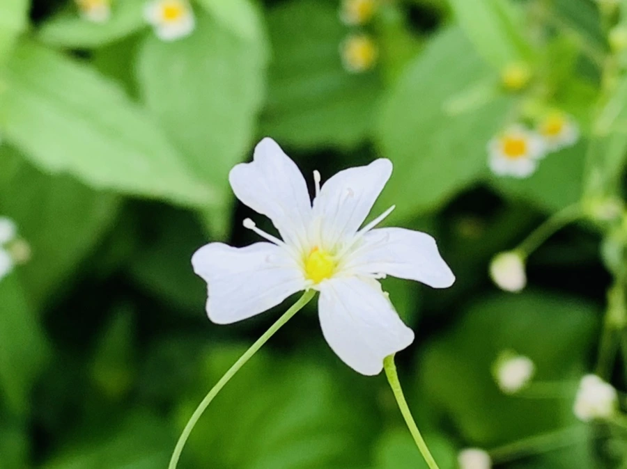 IMG_7260.jpg?type=w966