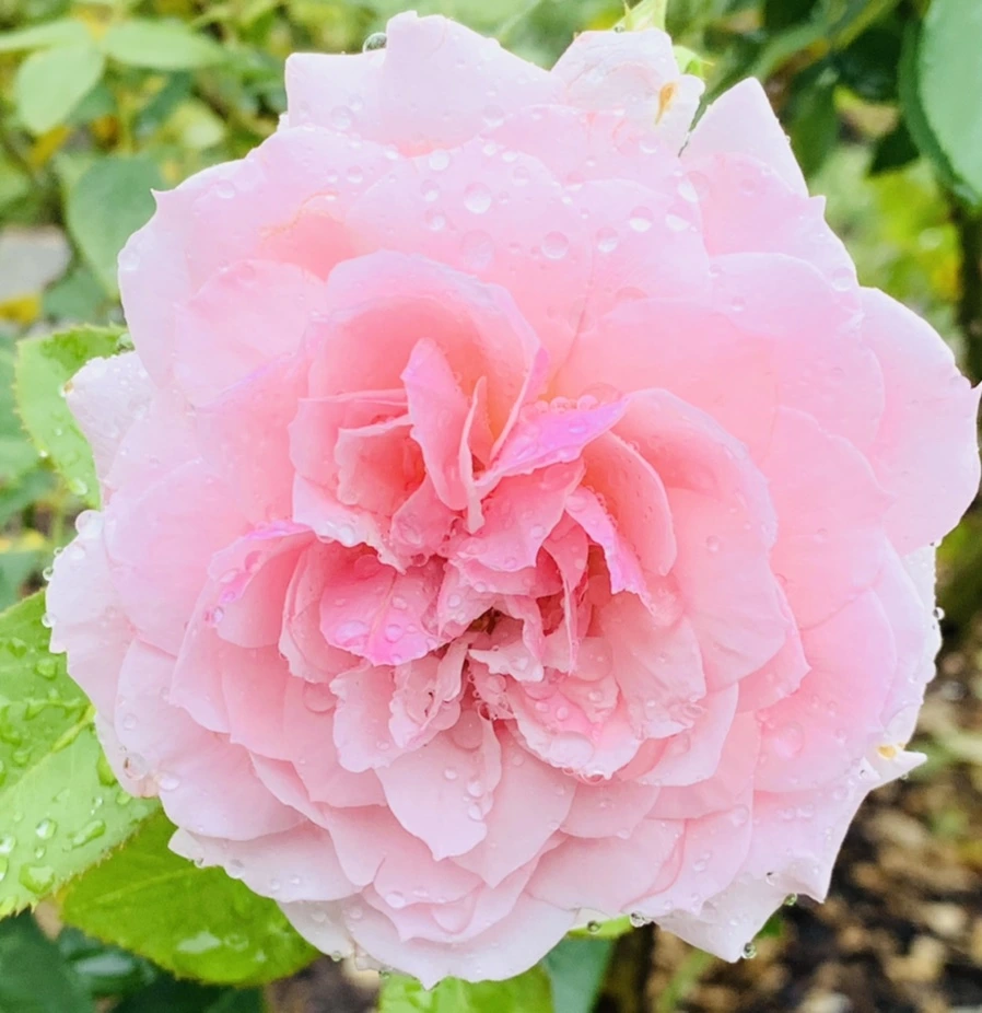 IMG_9563.jpg?type=w966