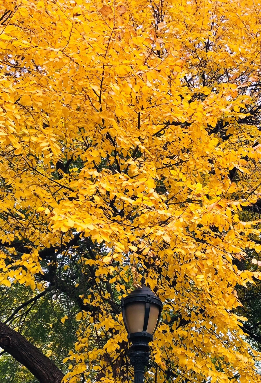 IMG_7242.jpg?type=w966