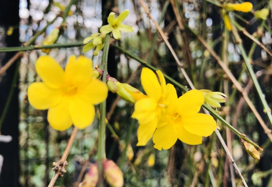 IMG_4418.jpg?type=w966