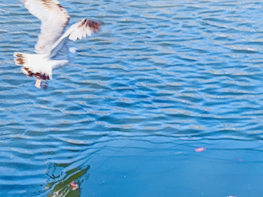 IMG_8308.jpg?type=w966