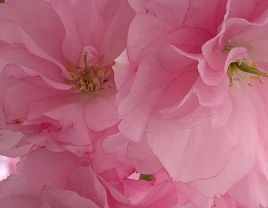 IMG_5495.jpg?type=w966