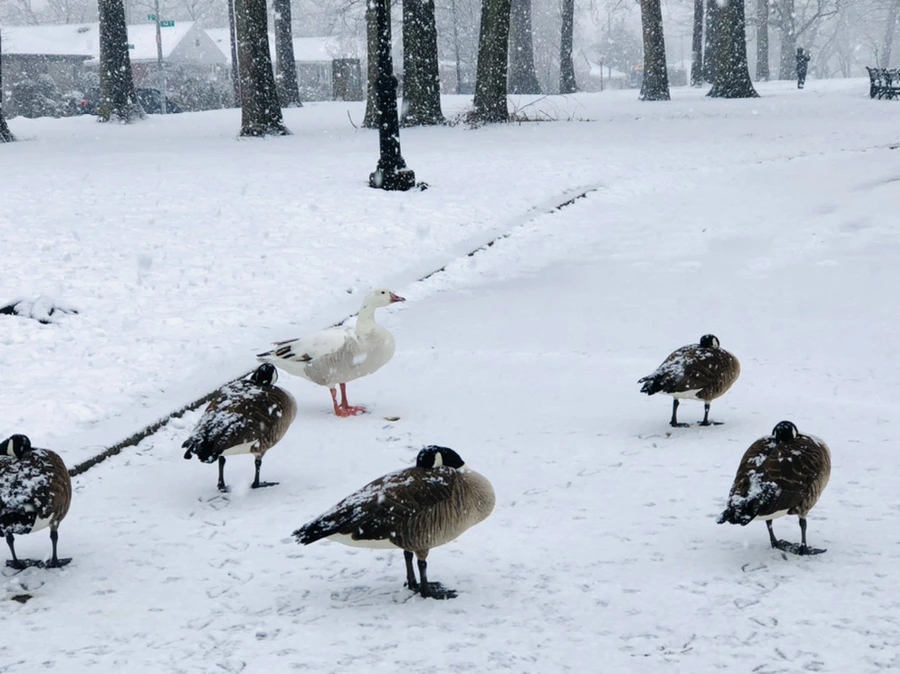 IMG_4231.jpg?type=w966