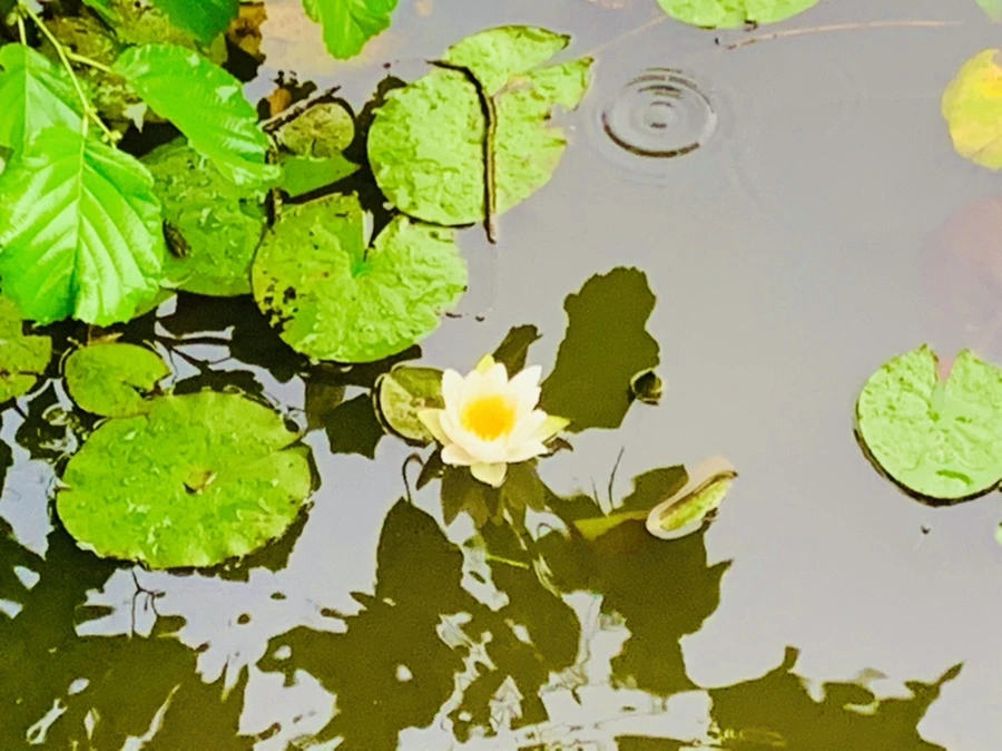 IMG_8342.jpg?type=w966