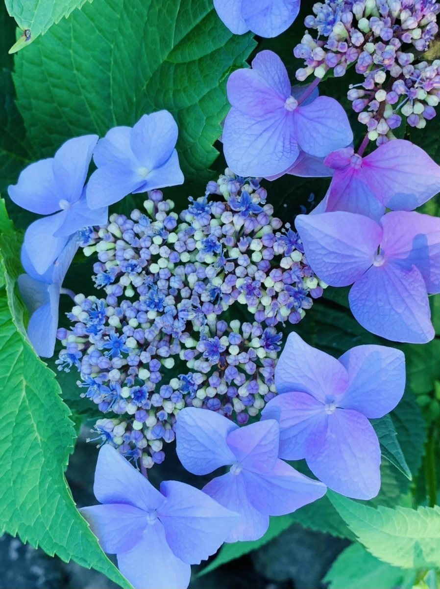 IMG_6278.jpg?type=w966