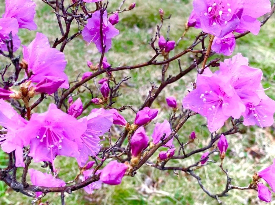 IMG_4818.jpg?type=w966