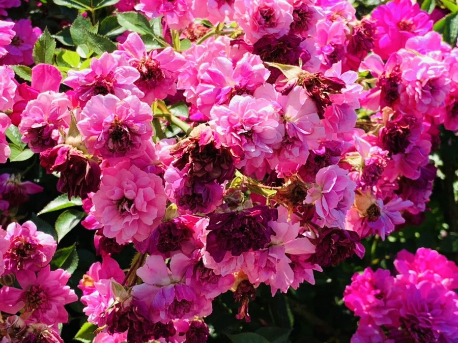 IMG_3167.jpg?type=w966