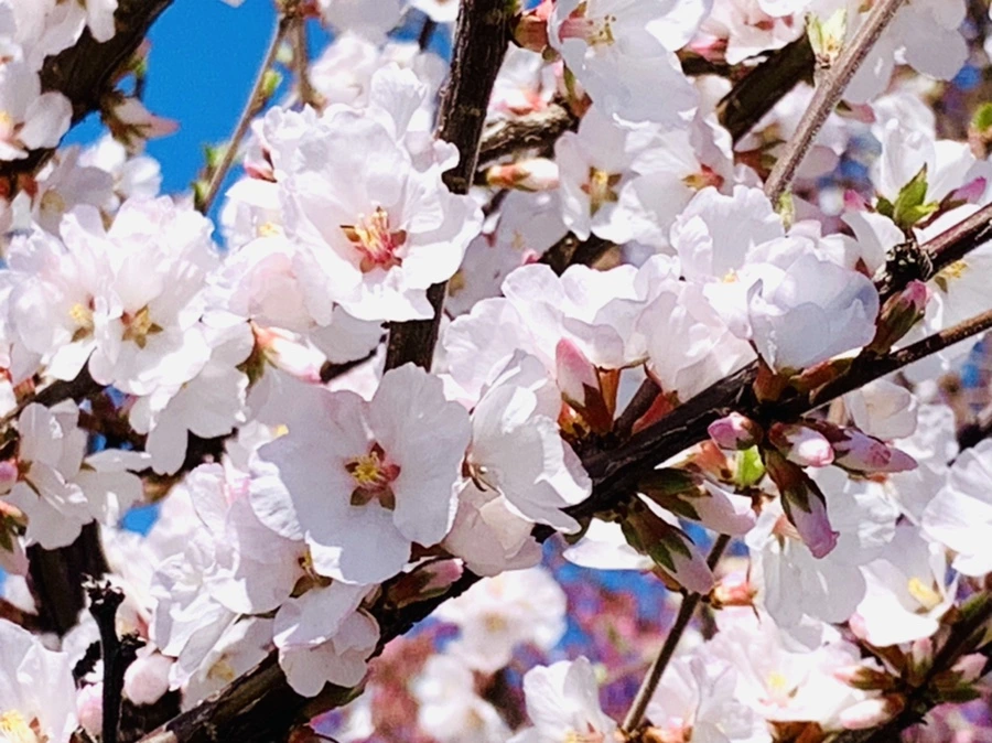 IMG_8048.jpg?type=w966