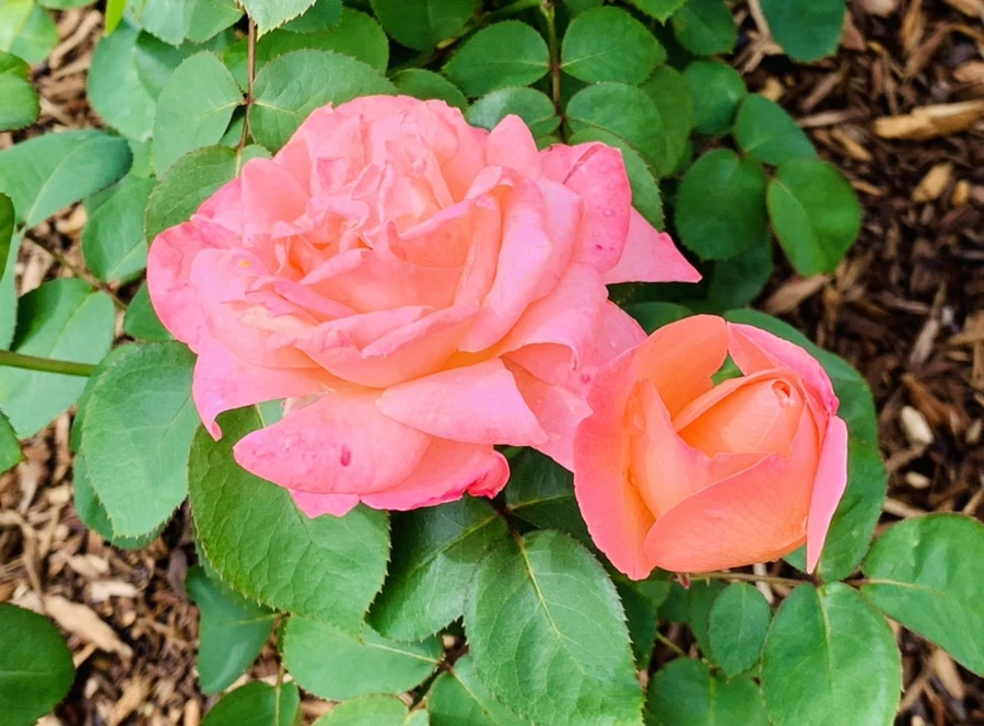 IMG_0516.jpg?type=w966