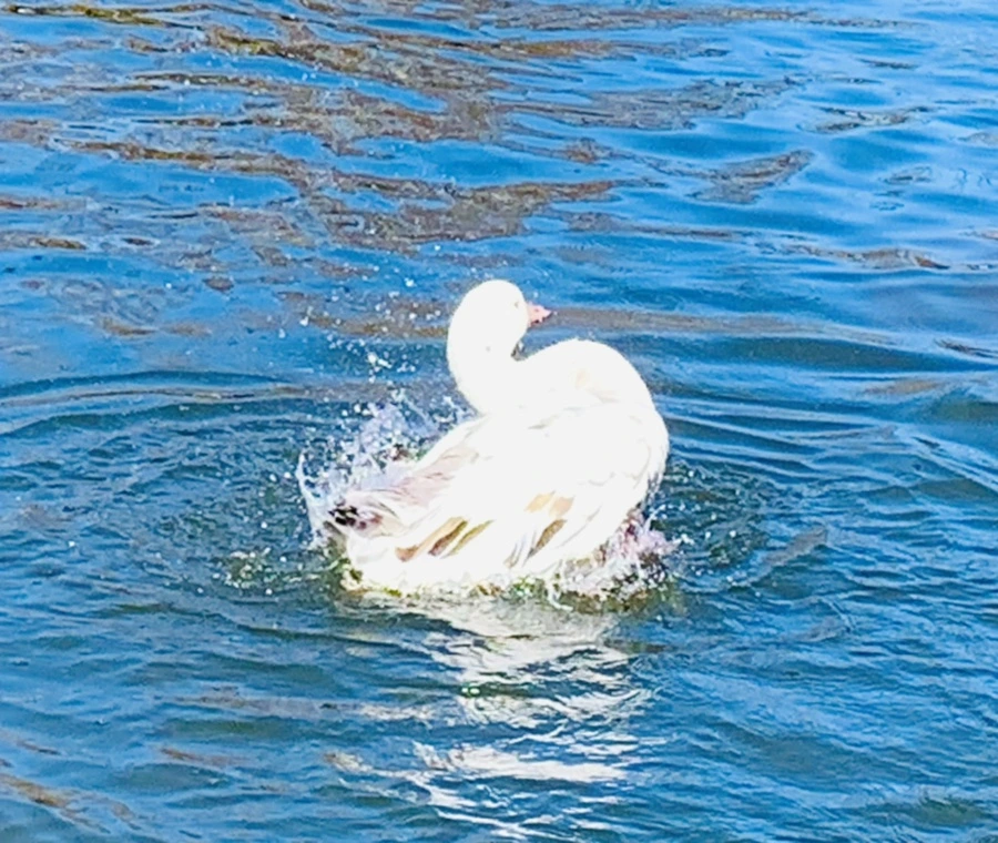 IMG_8919.jpg?type=w966