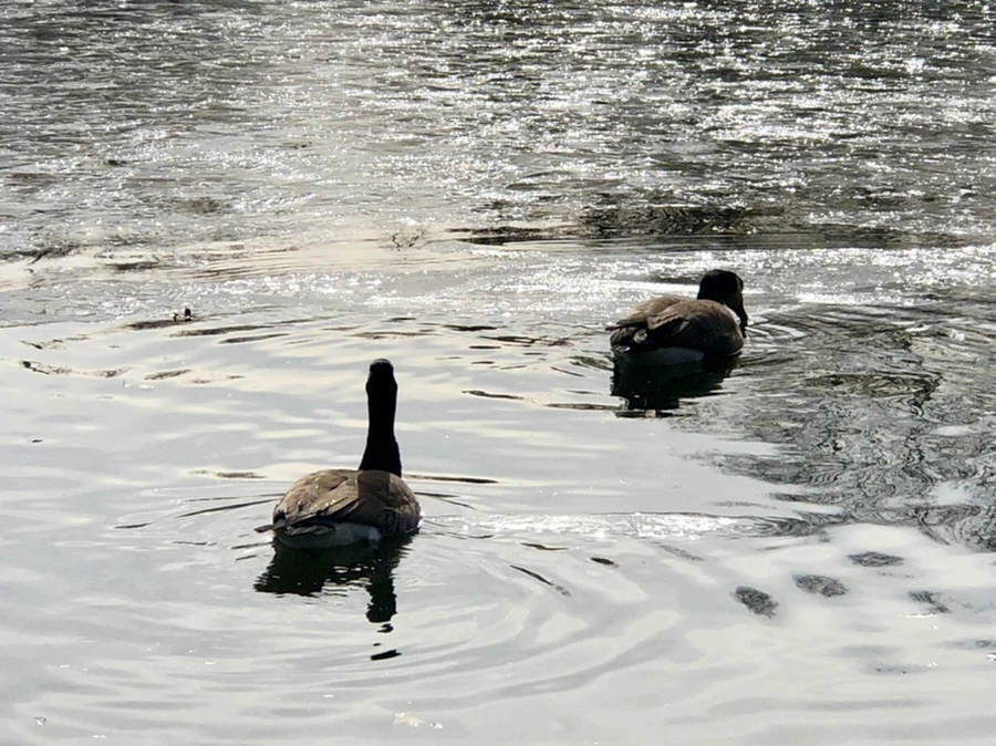 IMG_5805.jpg?type=w966