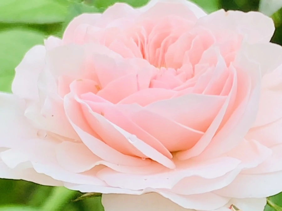 IMG_7903.jpg?type=w966