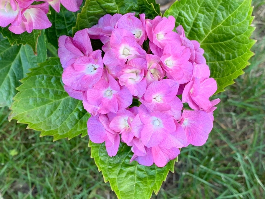 IMG_5330.jpg?type=w966