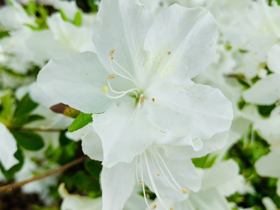 IMG_9636.jpg?type=w966