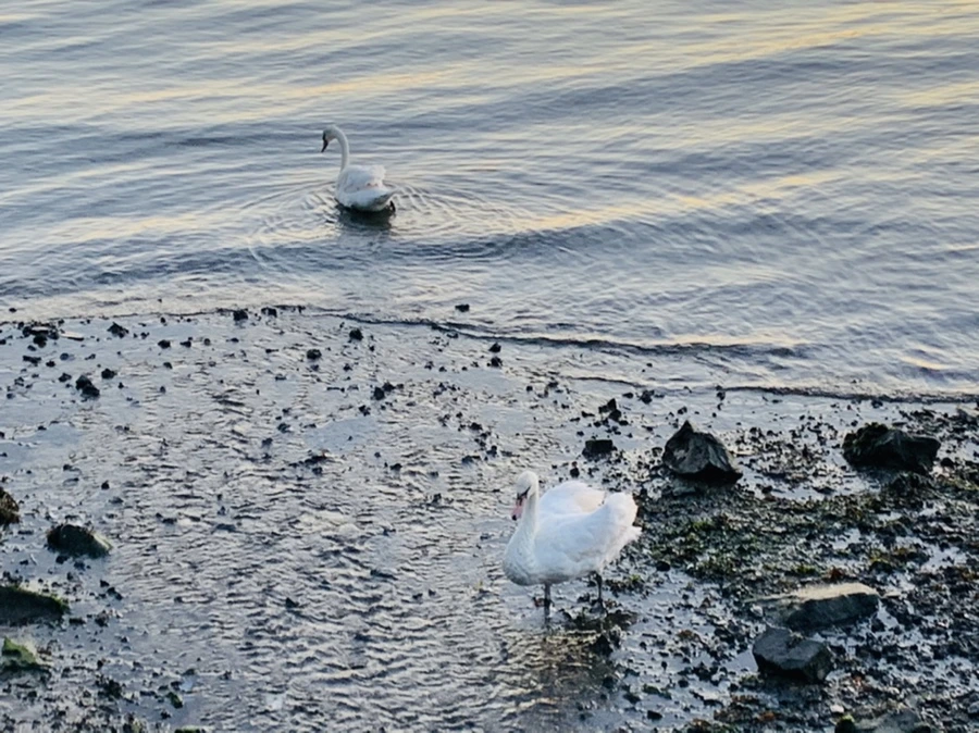 IMG_9485.jpg?type=w966