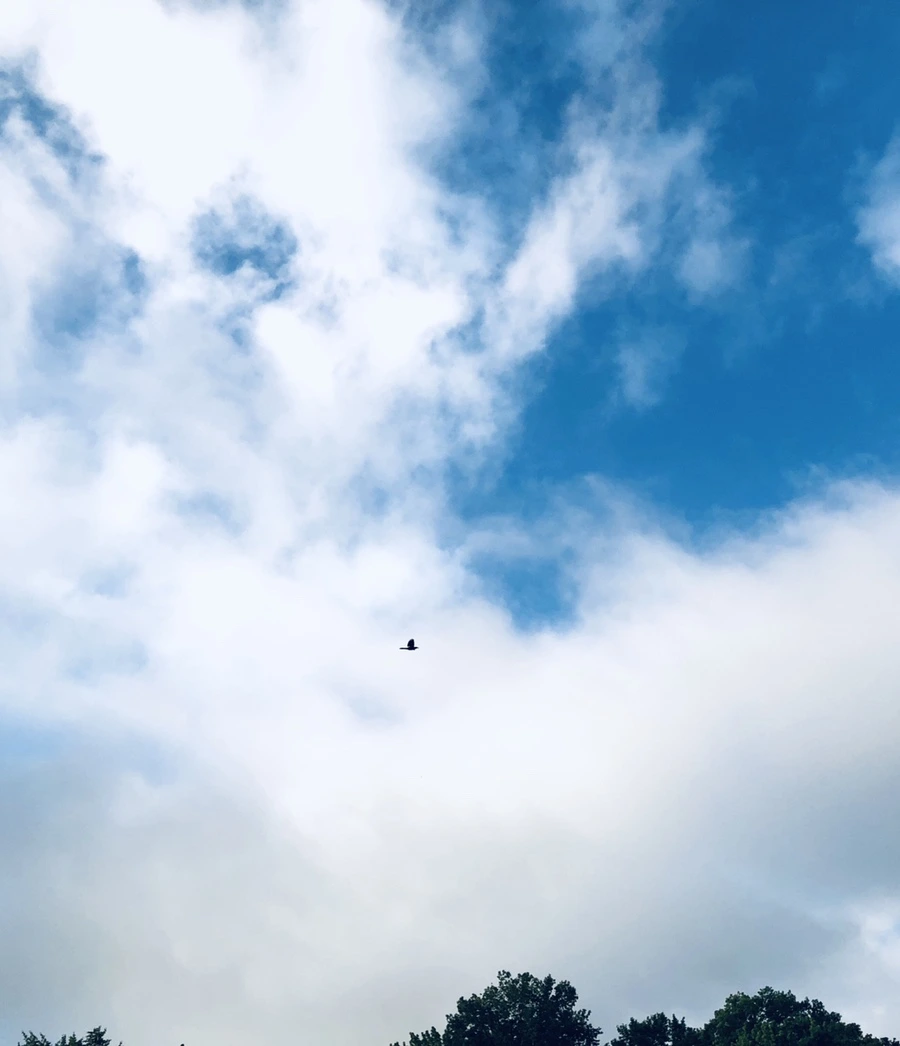 IMG_9661.jpg?type=w966